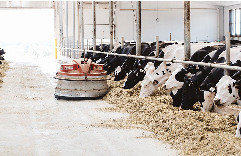 Cows lying on open bedding