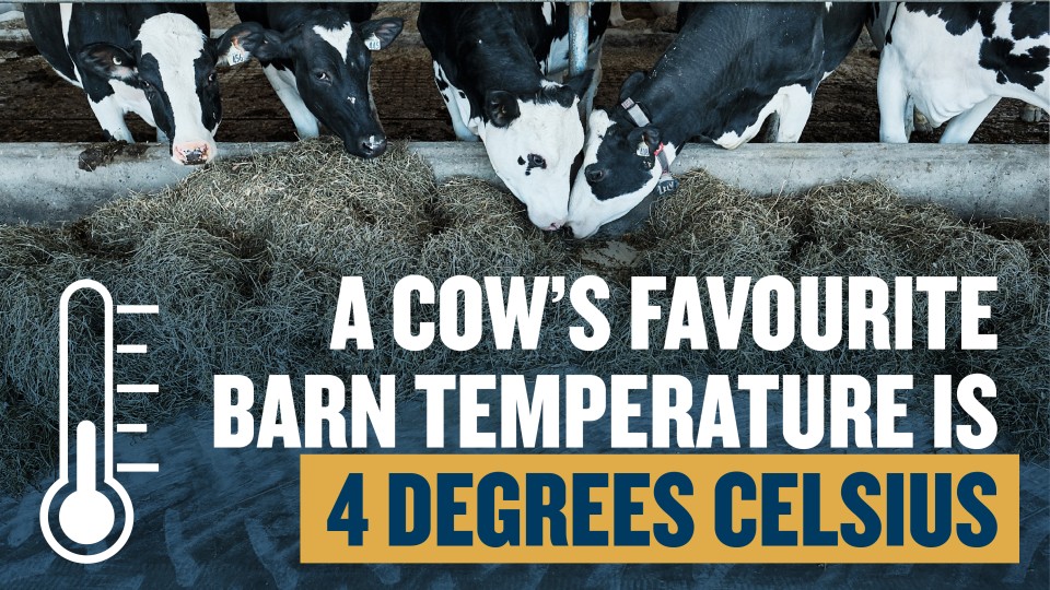 A cow’s favourite barn temperature is 4 degrees Celsius.