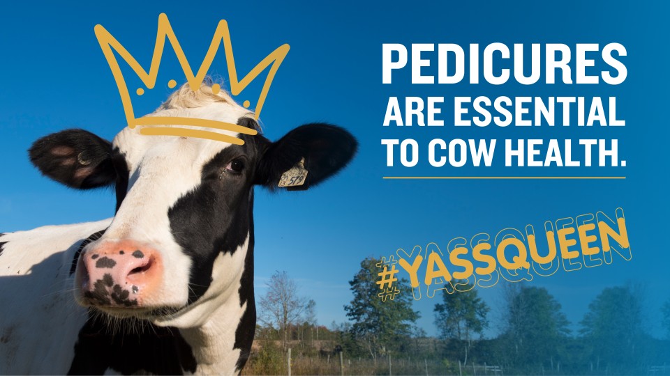 Pedicures are essential to cow health.