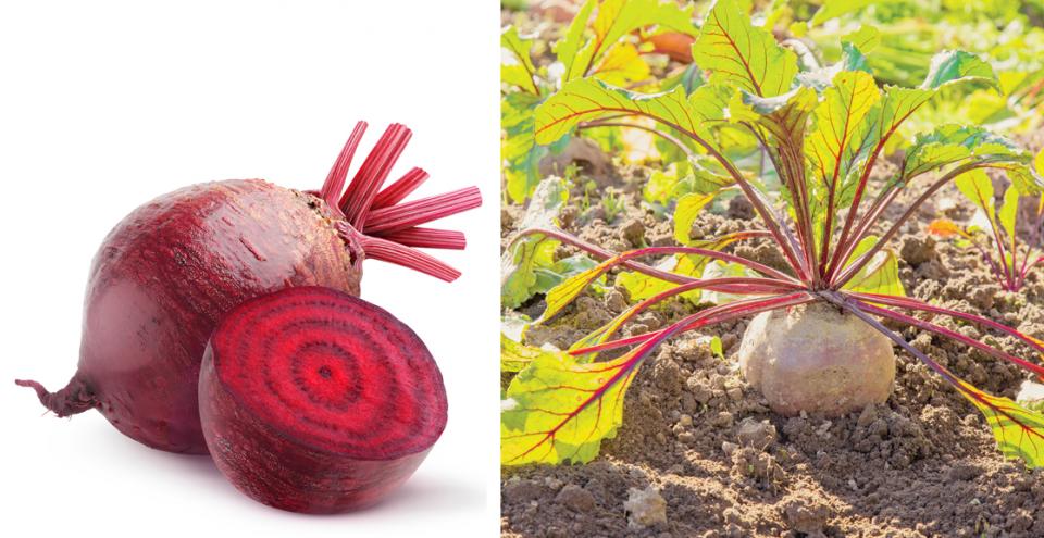 Beets grow in the ground