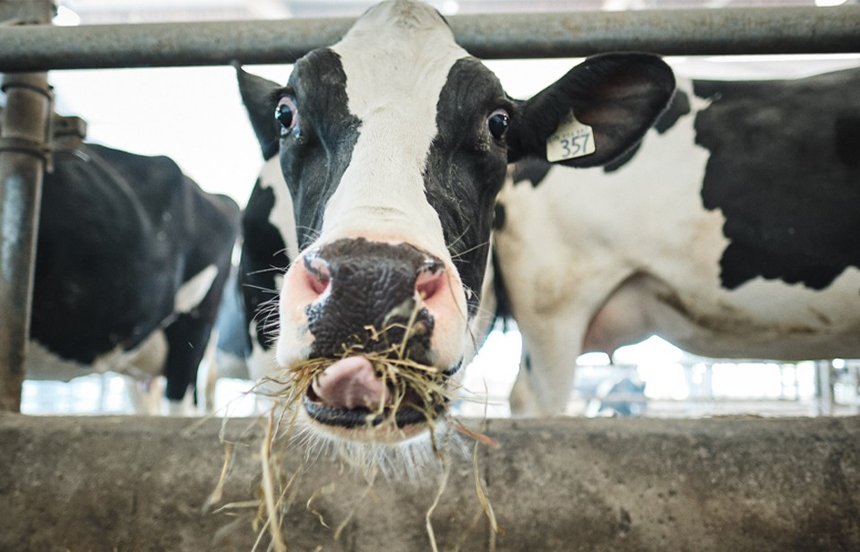 A curious cow sticks out its tongue