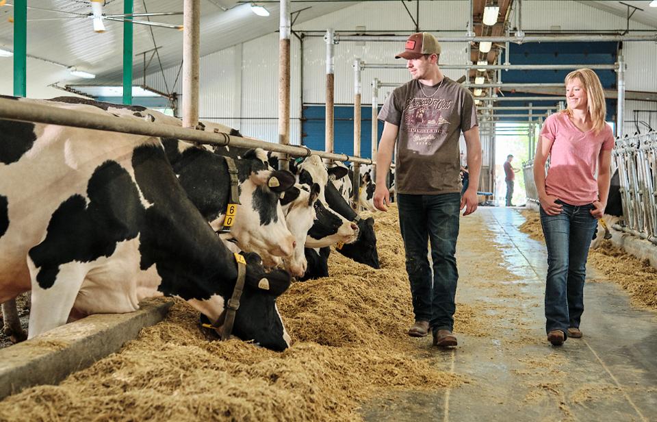 Two dairy farmers walk by and inspect dairy cows in a barn