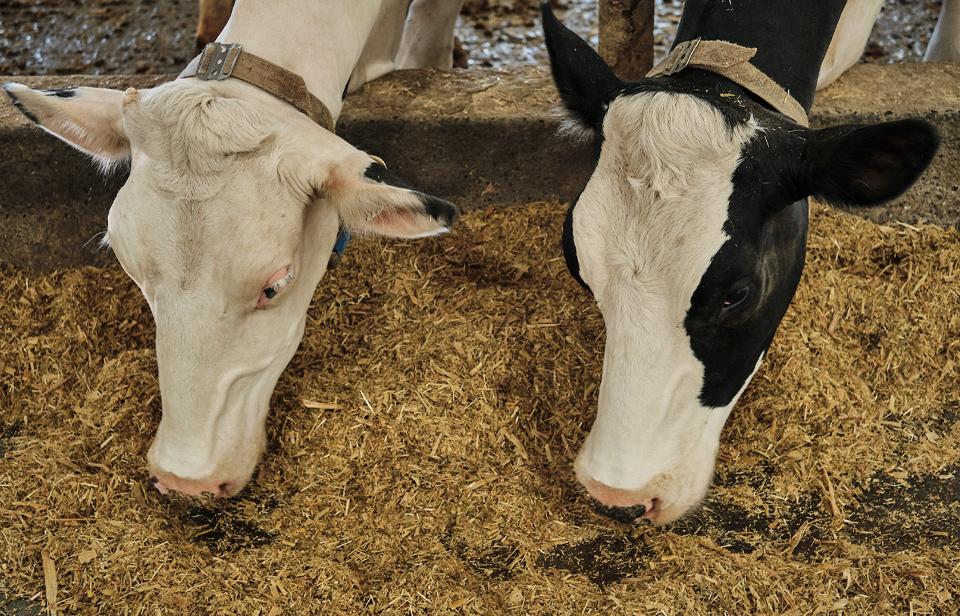 Two dairy cows feeding in a barn