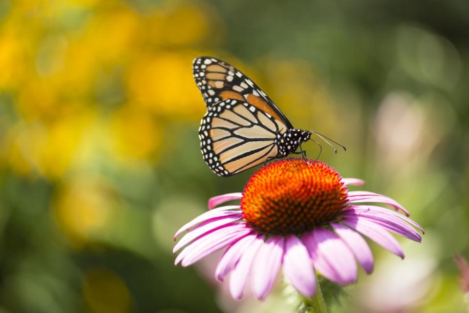 A butterfly on a coneflower