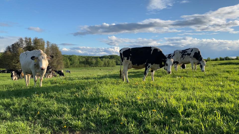 Dairy cows in a pasture in Canada