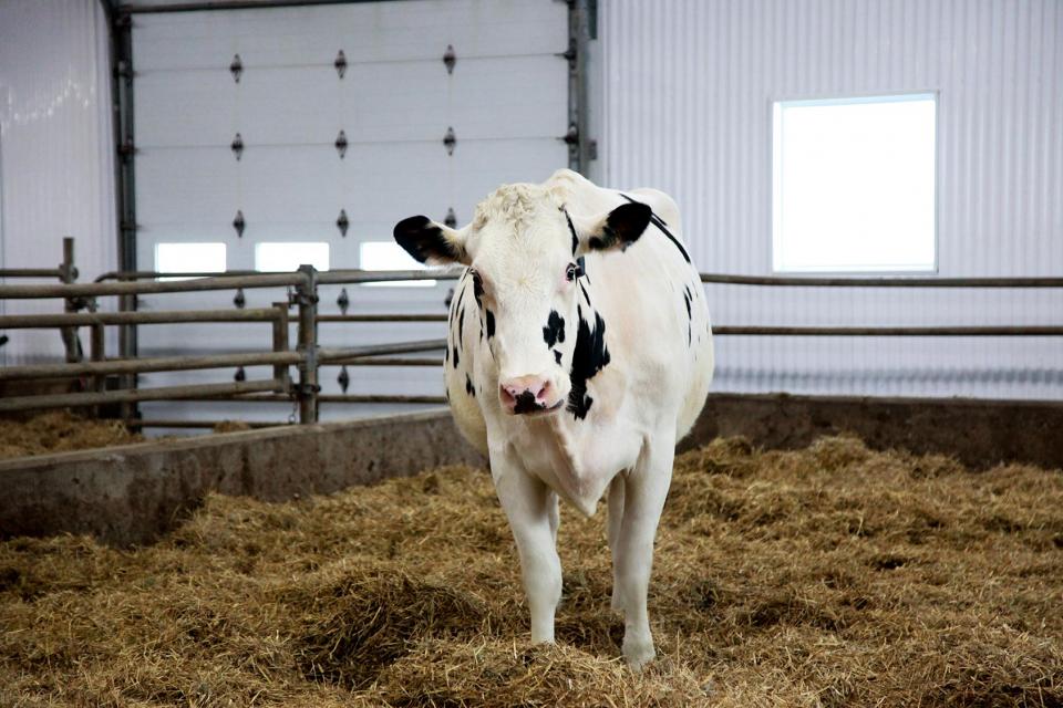 A dairy cow in a barn