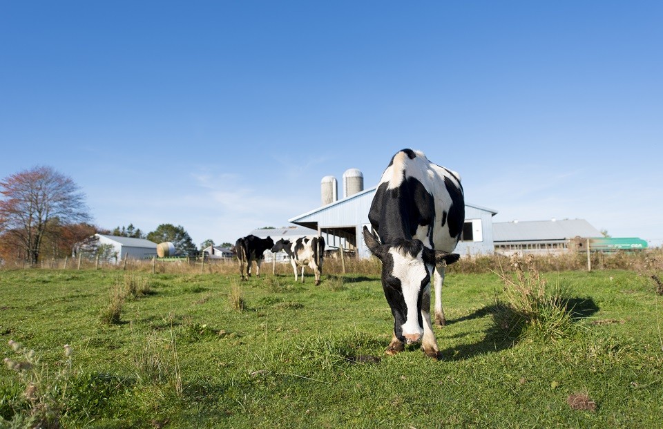 Assessing our environmental impact Dairy Farmers of Canada