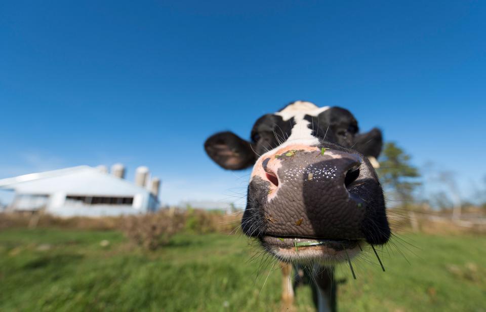 A dairy cow shows its muzzle to the camera