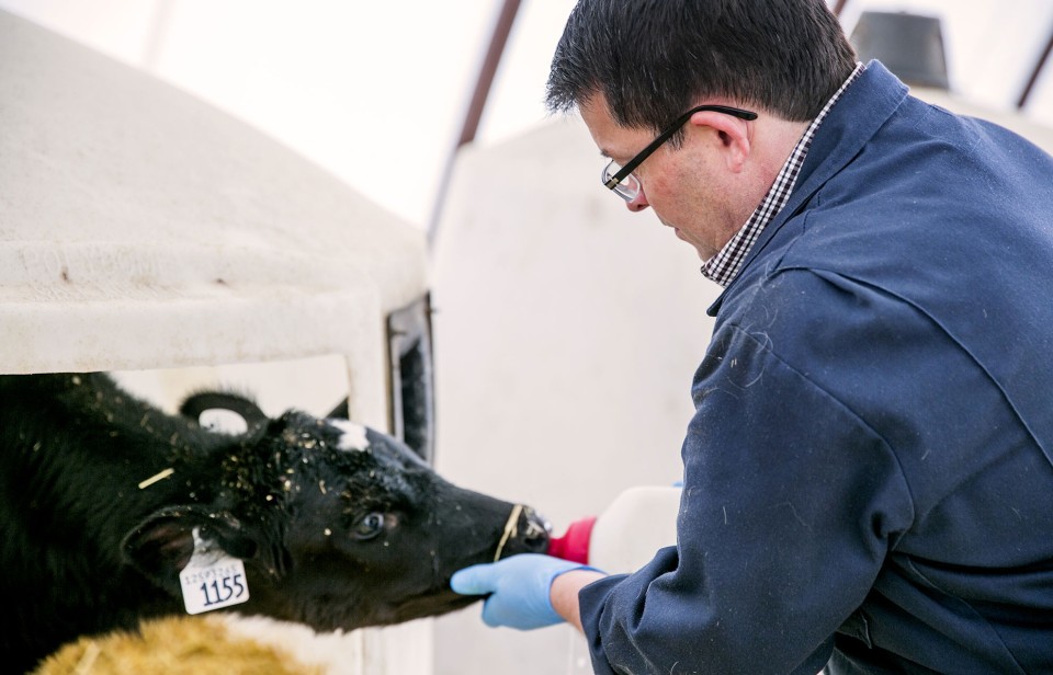 A dairy farmer feeds a calf