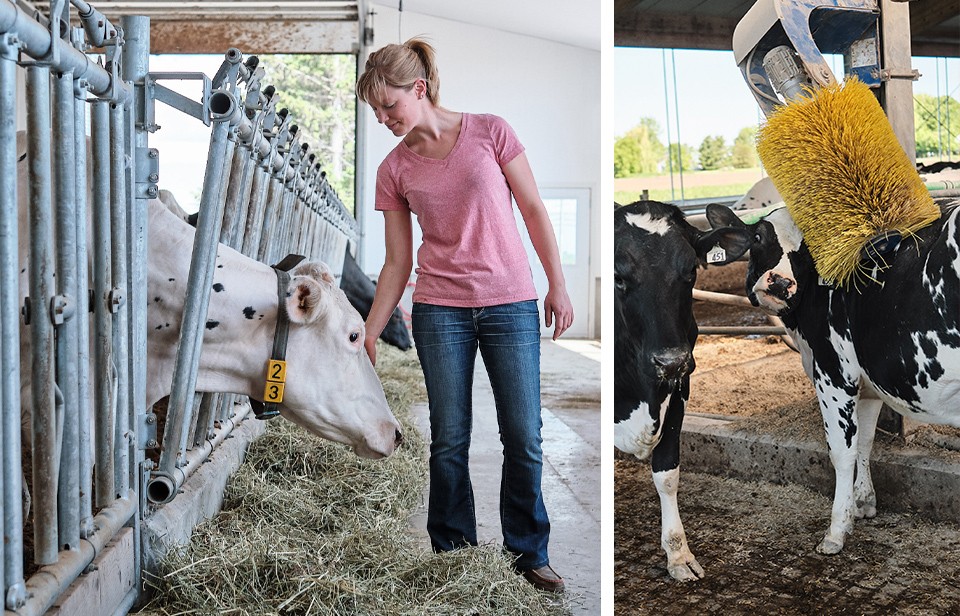 A cow gets a rub from a farmer, another enjoys the massage brush