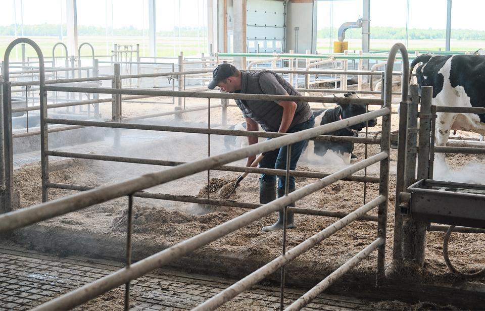 Gerhard cleans the cow bedding