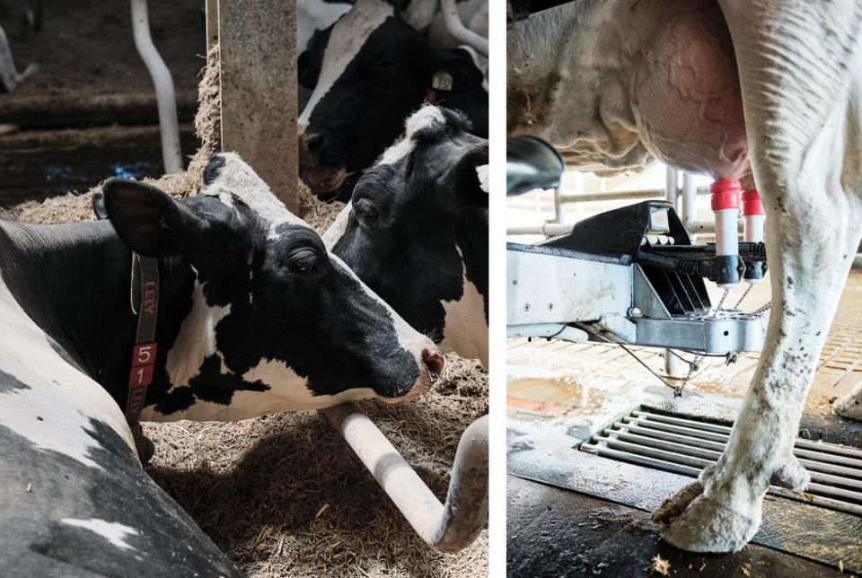 A cow rests in a free-stall barn and another is milked by the robot 