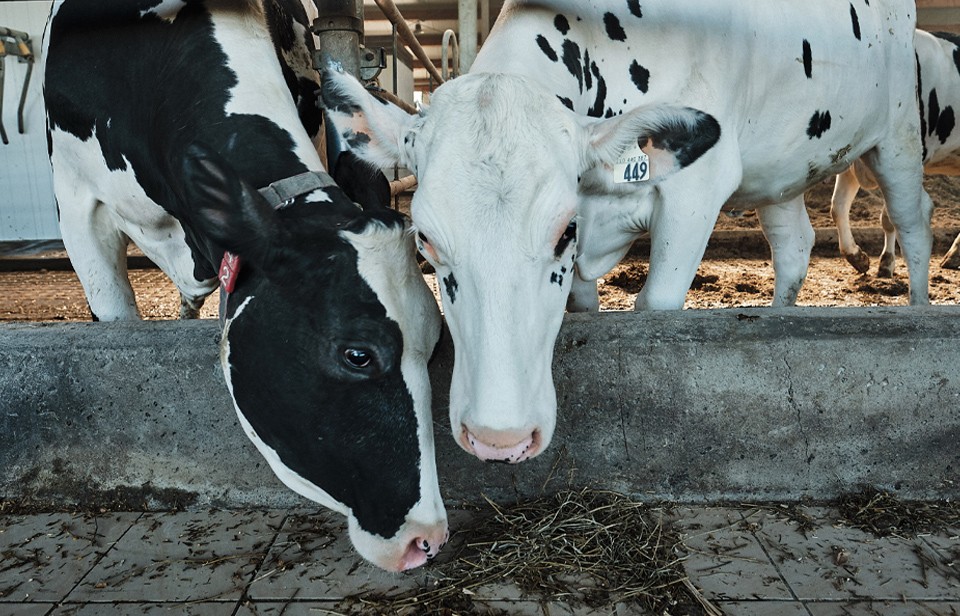 Two dairy cows eat in a barn in Canada