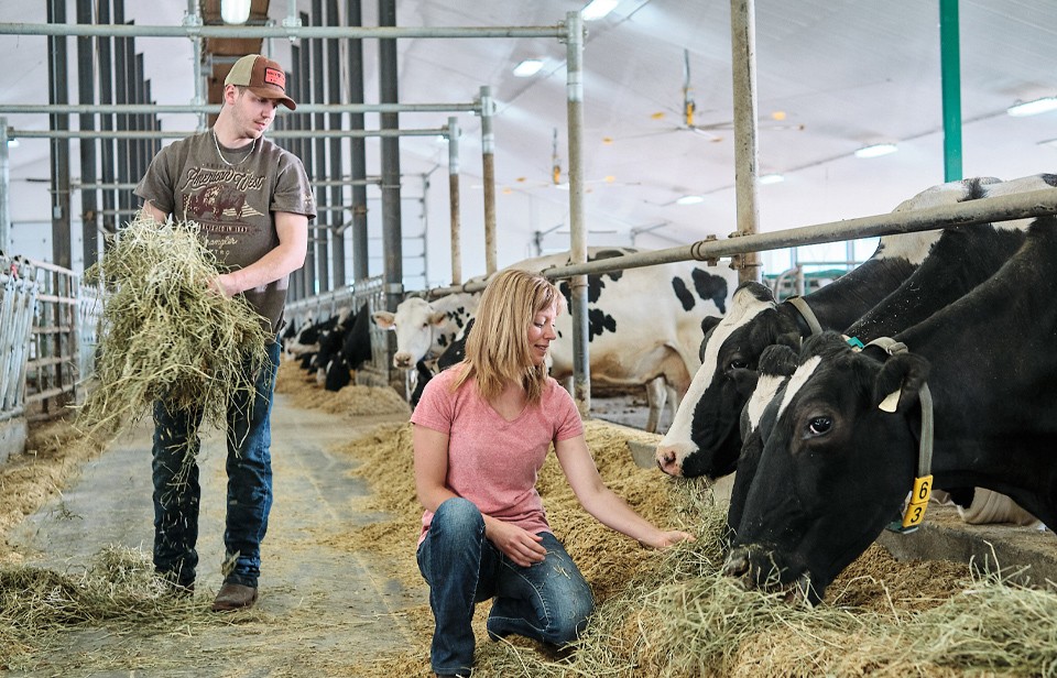 Marie-Pier Vincent and Alexandre Vincent tend to the cows