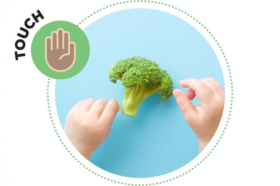 Small child’s hands touching a broccoli floret. 