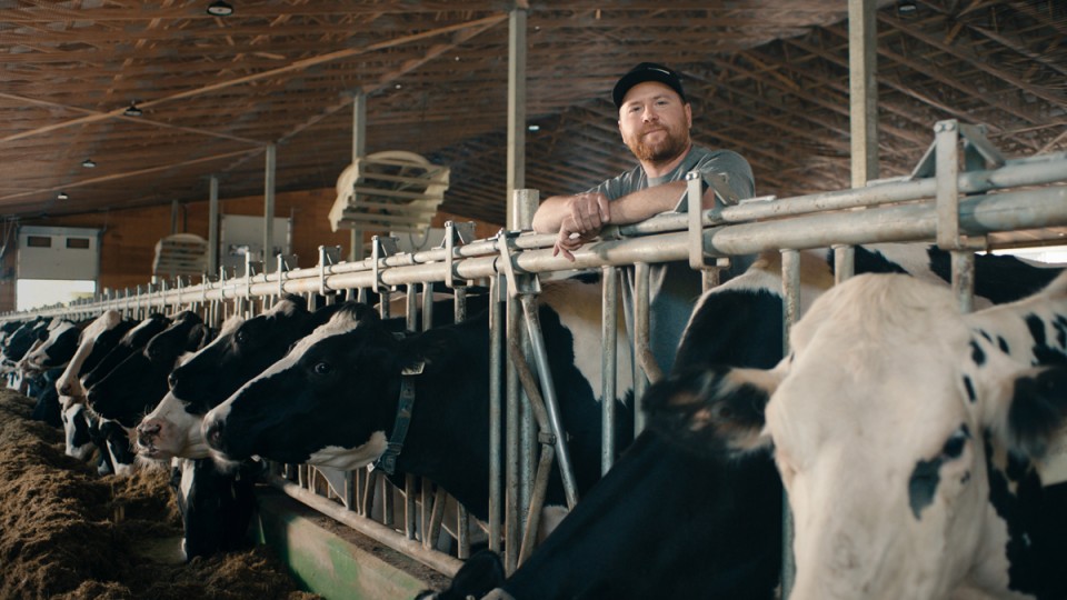 Matt dans l'étable avec ses vaches