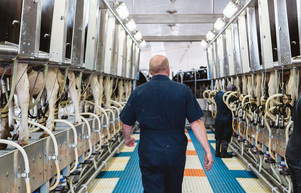 A Canadian farmer walking through a milking parlour