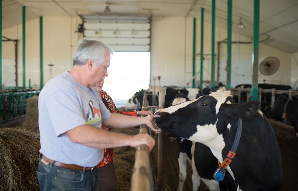 A Canadian farmer taking care of his cow in a barn