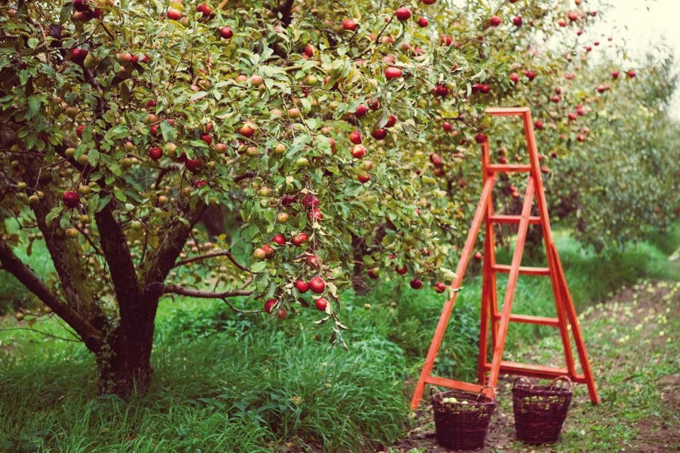 Apple tree