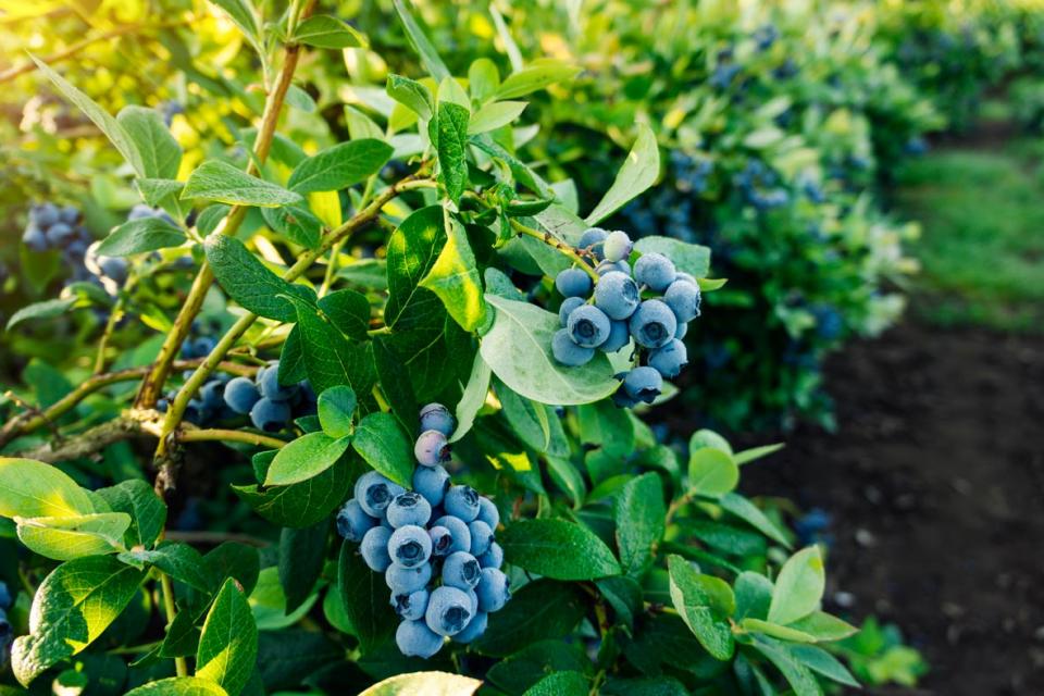 Blueberry plan