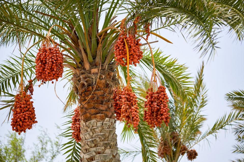 Variety of date-palm tree