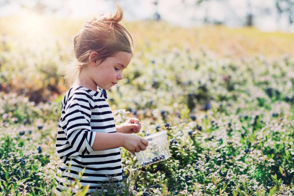 Girl in a blueberry field