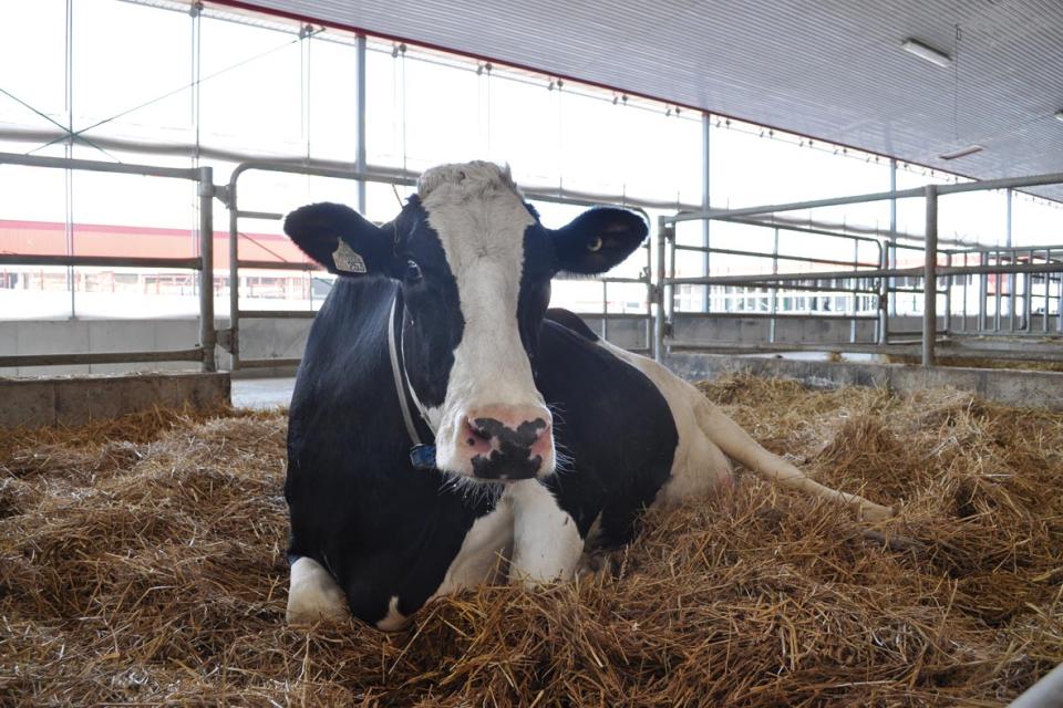 Cow