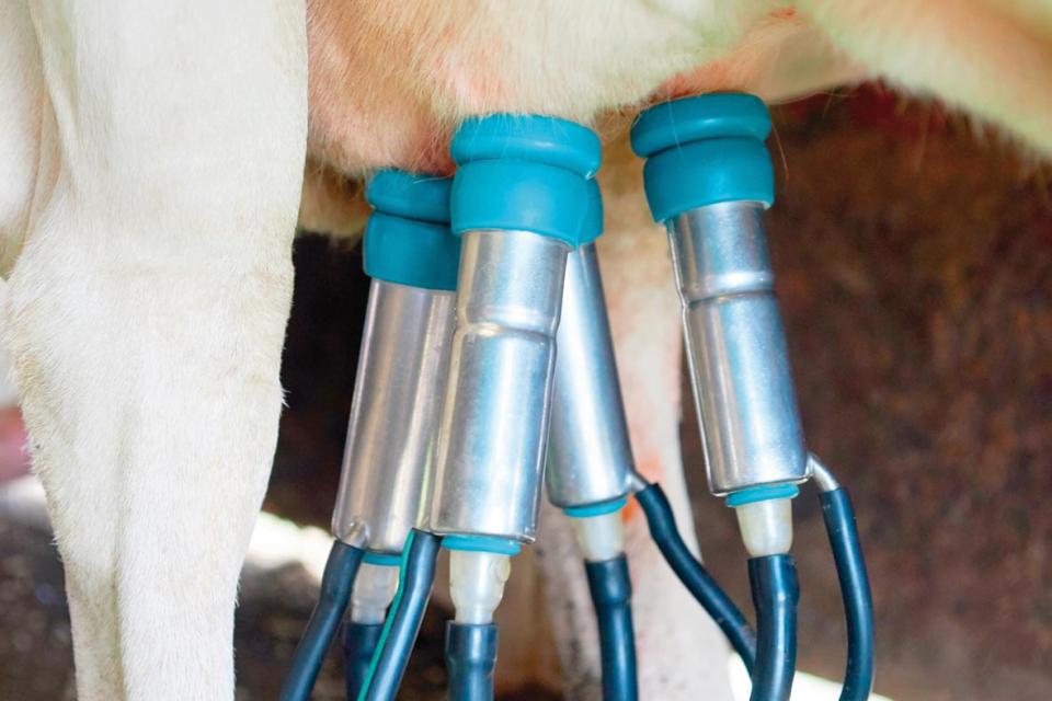 Milk a cow
