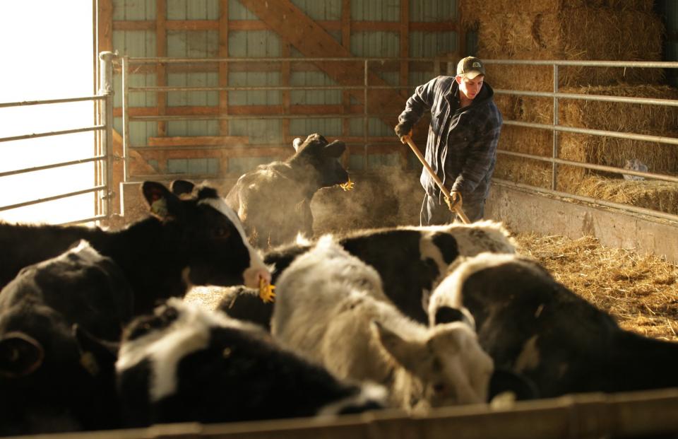 A Canadian farmer tends to a dairy cow's bedding in a barn
