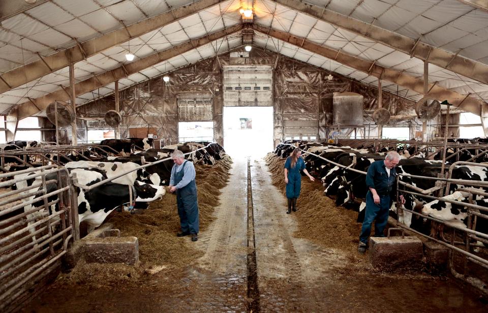 Dairy farmers attend to cows in a barn in Canada