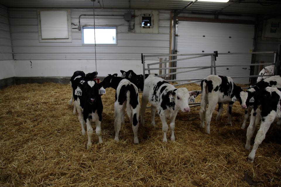 A herd of Canadian dairy cows in a barn