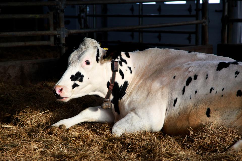 A dairy cow resting in a barn