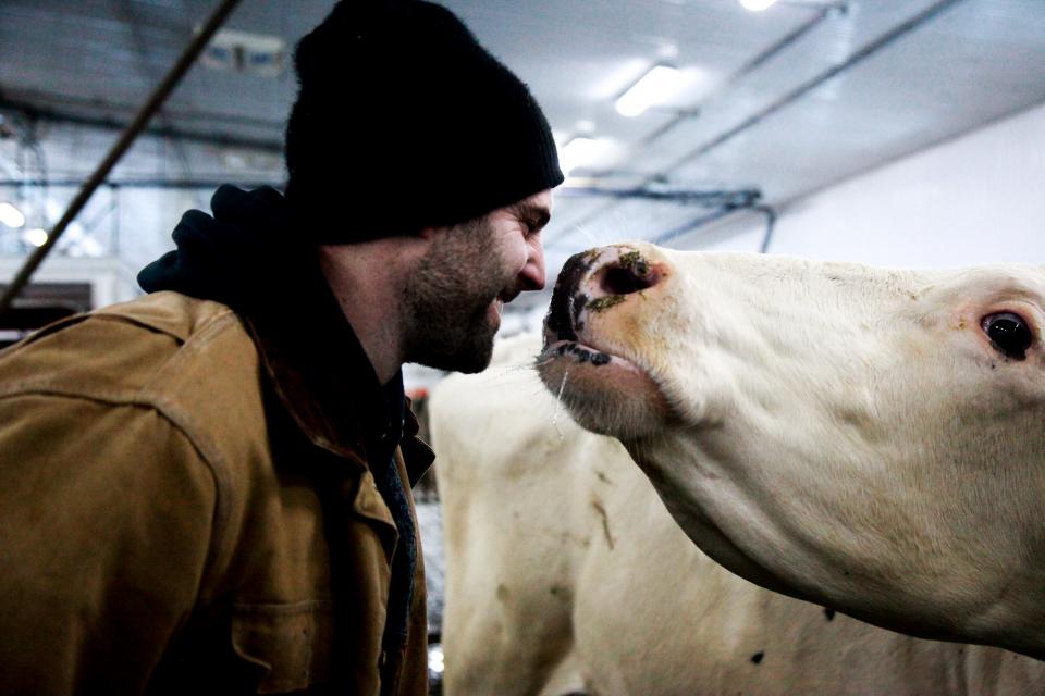 A Canadian dairy farmer caring for his cow