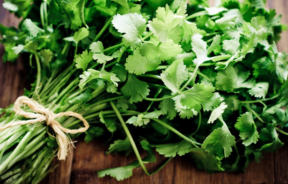 Fresh bunch of Cilantro