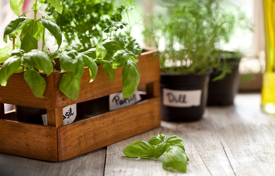 Indoor herb garden by windowsill. 