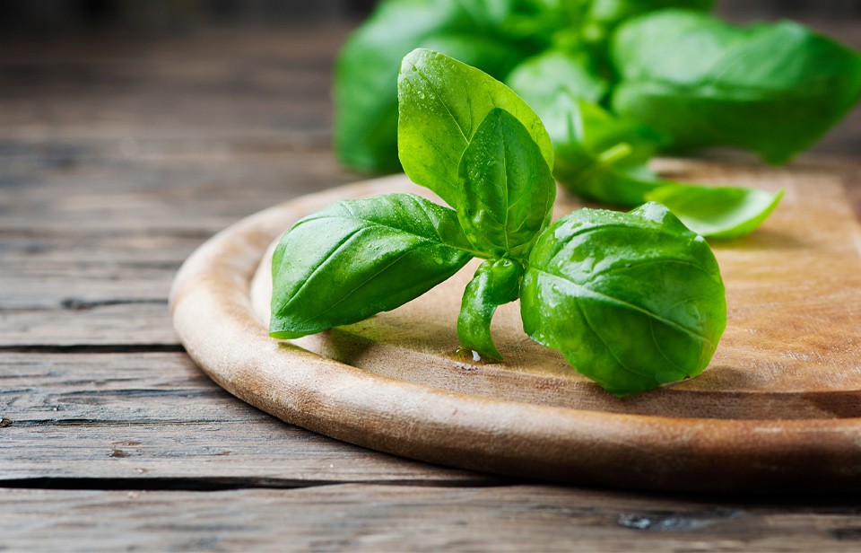 Fresh basil on a wooden board