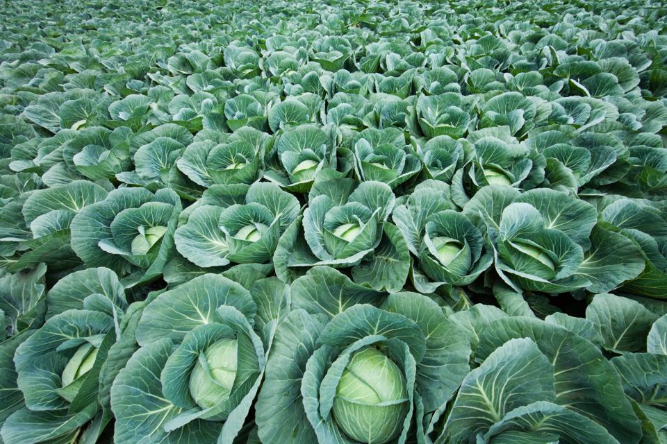 Cabbage field