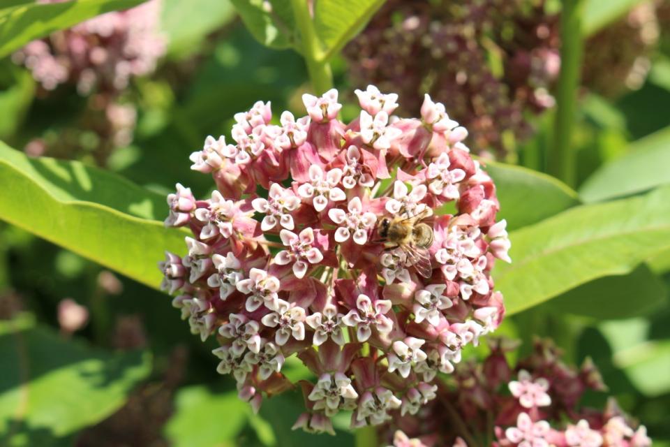 A bee on milkweed