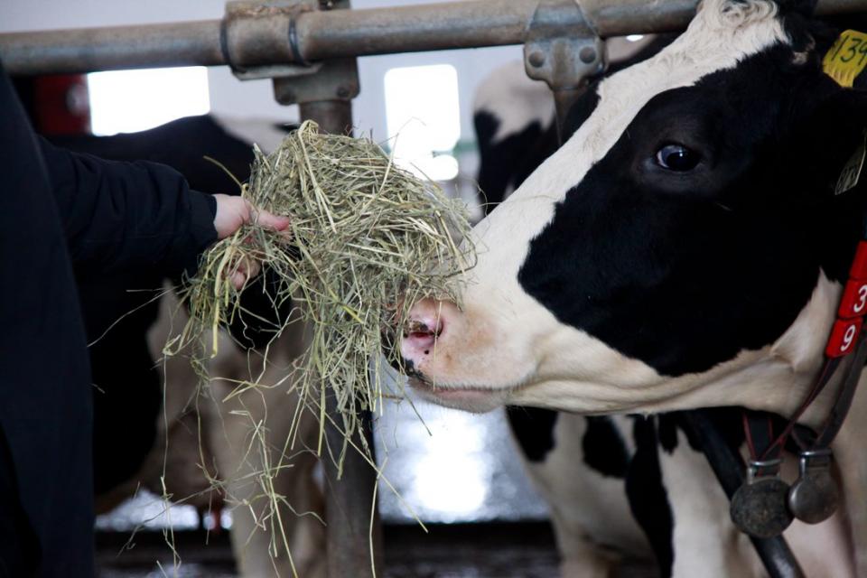 A Canadian dairy cow being fed in a barn
