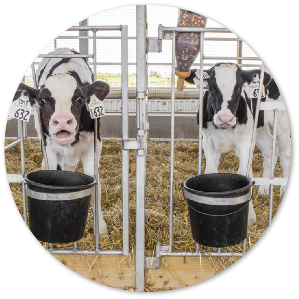 Research Review: Genetic selection as a potential mechanism for reducing disease in dairy calves