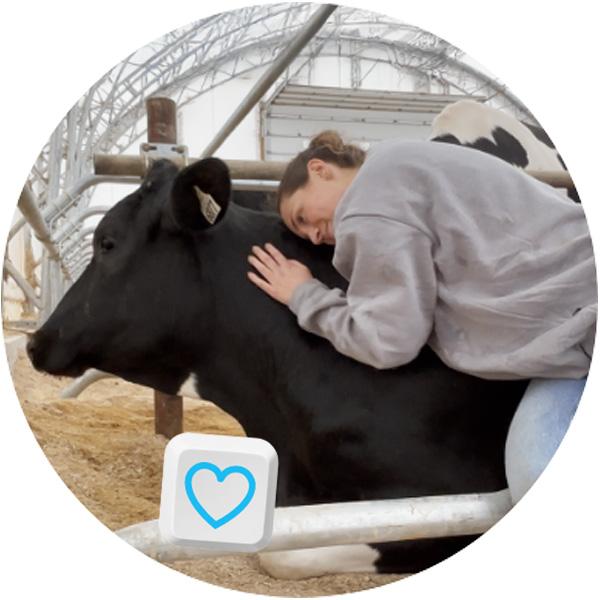 Cow hug