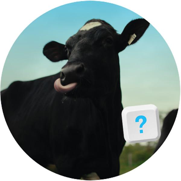Cow tongue