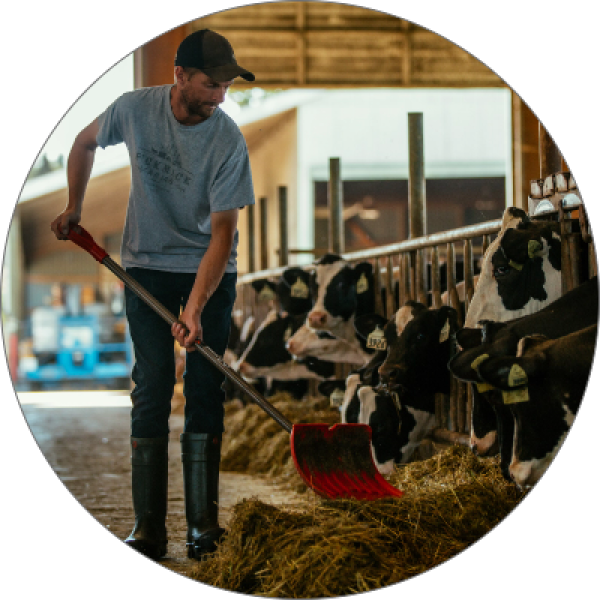 farmer shoveling hay for cows