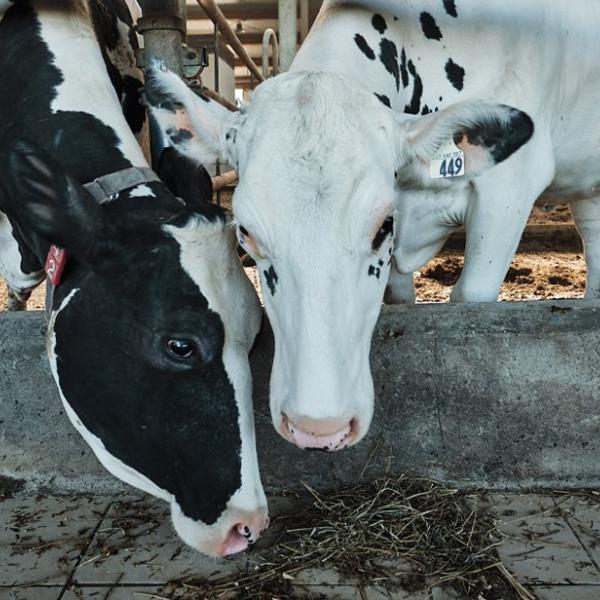 Less burps, more sustainability