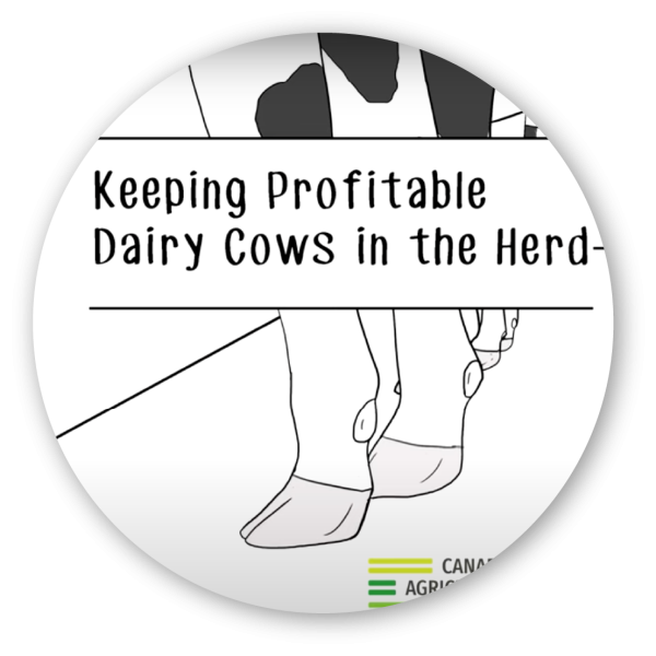 Keeping profitable dairy cows in the herd