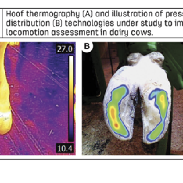 Using technology to improve locomotion assessments in dairy cows