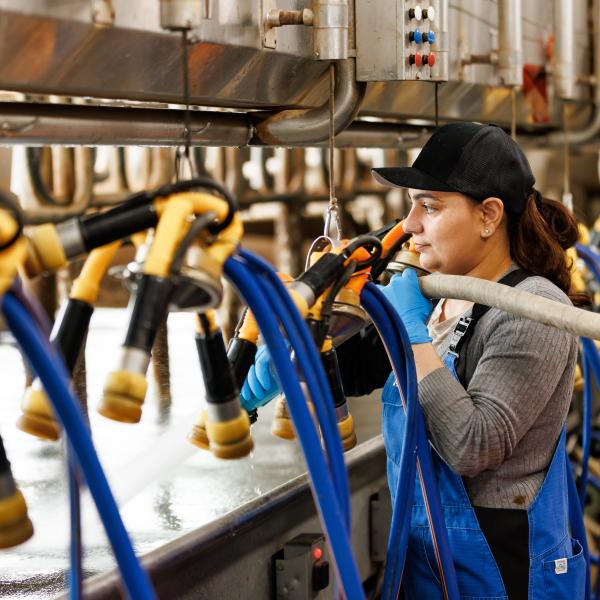 A female worker cleans the milking equipment