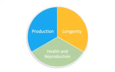 Extending Cow Longevity by Improving Calf Management Practices