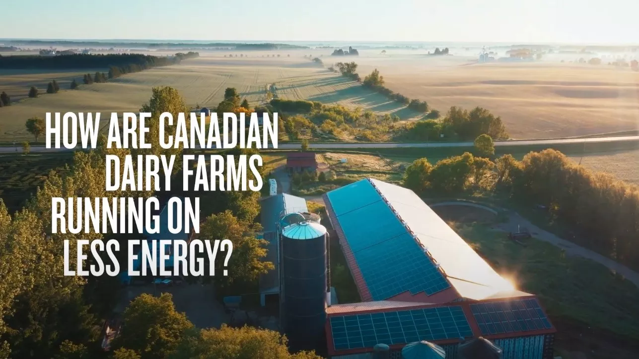 Video Thumbnail - Dairy farms running on less energy